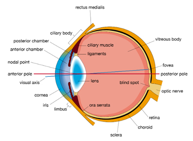 importance of Ophthalmology