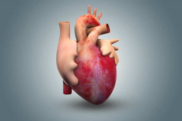 Human Heart