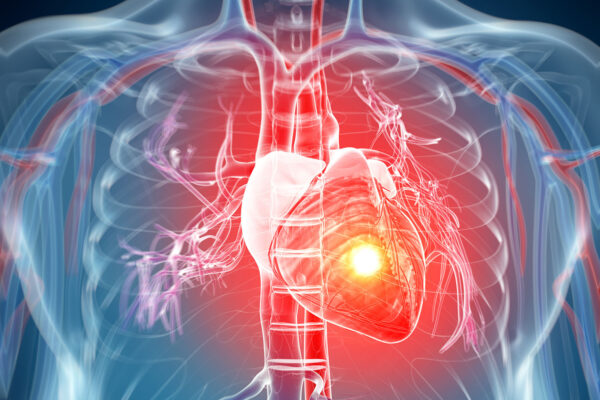 Anatomy Of The Heart