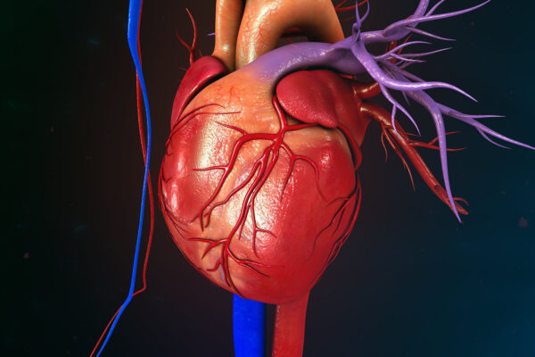 Heart Anatomy