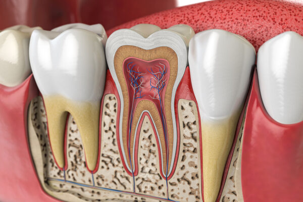 Tooth Anatomy