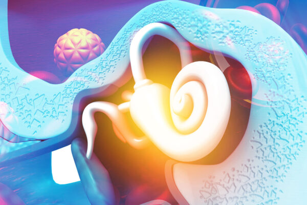 Parts Of The Ear