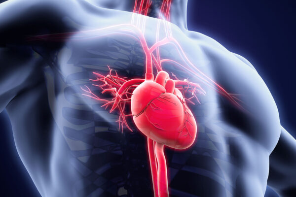 Where Is The Heart