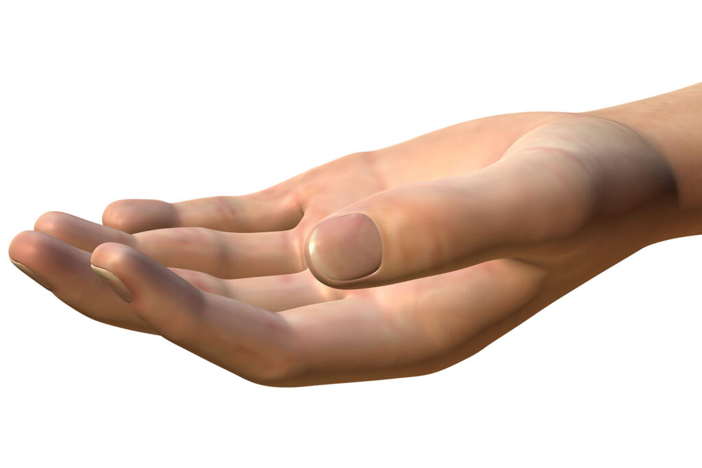 Parts of Hand - Eremedium