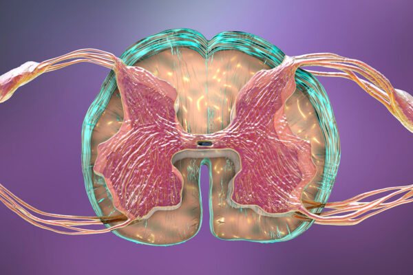 Dorsal Root Ganglion