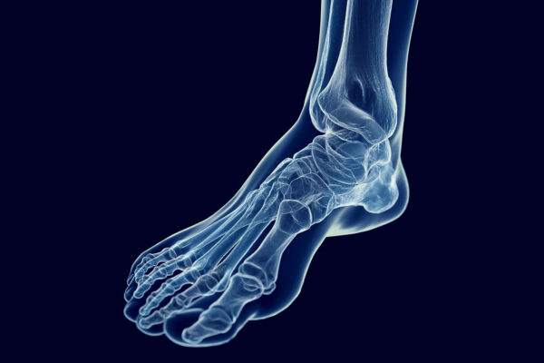 Foot Bone Anatomy