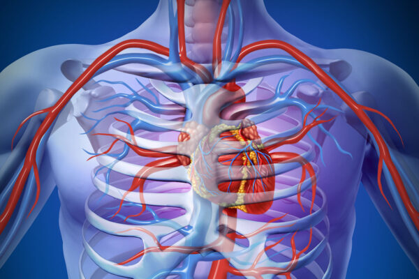 Picture Of Heart In Human Body