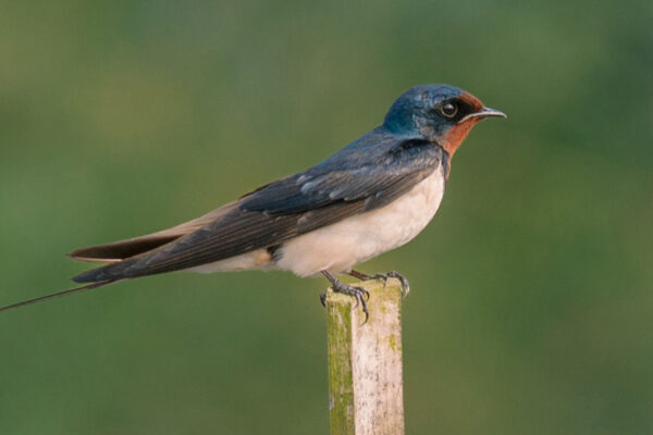 Swallow Meaning In Tamil