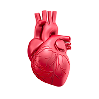 cardiology