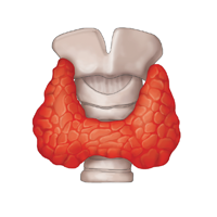 endocrinology