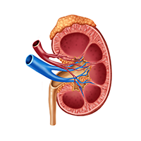 nephrology