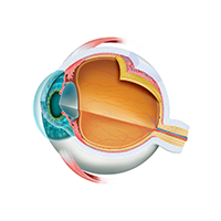 ophthalmologist